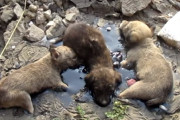 【動画】こぼれた石油が固まって瀕死だった子犬→懸命の救助で回復するまでを撮ったドキュメンタリー