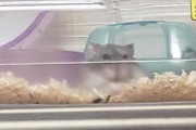 うちのハムスター見てくれや！
