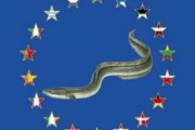 【EU】ウナギ国際取引規制を提案　ニホンウナギなど１８種