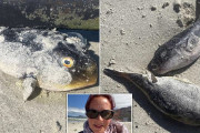 海外、フグが砂浜に漂着しただけで大ニュースになる　「猛毒で危険！」、「すでに犬が殺された」