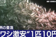 【朗報】イワシ、1匹10円