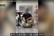 #韓国記事翻訳　『お前たちの国は降伏した！柴犬虐待した中国トリマー』、『日本人1人殴り頃す度胸もない癖に！』