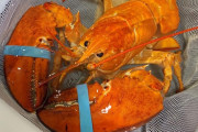 オレンジ色のロブスター、食卓行き免れる　(米レッドロブスター)?