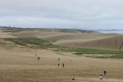 鳥取市「助けて！鳥取砂丘が草原になってるの！！」
