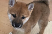 【画像多め】うちの柴犬の子犬時代がこちら…これはたまらない可愛さwwww