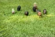 毛玉たちが庭の隅にいた。こっちにおいで！ トコトコトコ♪ → ちっこい子ブタたち、走ります…