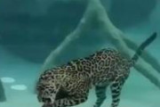 ジャガーの水泳技術ｗｗｗｗｗ
