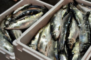 北海道でニシンが豊漁漁獲量は10年前の4倍に |  あたしこれキライなのよね  |  ニシン御殿って今でも残ってるの？（ゴールデンカムイ脳）