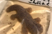 オオサンショウウオこんにゃく、外国人に存在がバレてしまう…