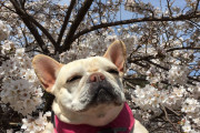 【朗報】イッヌ、花見にご満悦