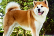 【悲報】秋田犬、食べられてしまう・・・・