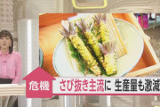 【速報】「若者のワサビ嫌い」で生産量激減！！「このままでは日本の食文化が失われる。」