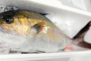 【魚】高級魚カンパチは台湾沖生まれ　長崎大などのチーム特定