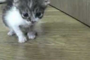 【ねこ動画】よちよちこねこ、「待て」ができる猫、子猫　ミルク飲み手乗りーず ほか
