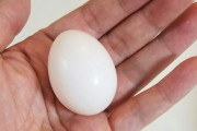 【驚嘆】 1羽飼いの鳩の卵から雛が孵る事例が報告される
