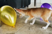 フェネックが風船割りに目覚めてしまった姿がいたずらっ子みたいで親近感が沸いてしまう