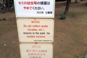 【悲報】日本人、セミを食い始めるｗｗｗｗｗｗｗｗｗｗｗ