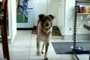 イヌが「ボール」を咥えてやってきた。早くこれで遊んでよぉ♪ → 犬はこうなる…
