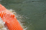 【画像】クソでかいサーモンが川に引っかかってたｗｗｗ