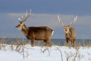 【ジビエ】　北海道民、思ったより鹿肉を食べない