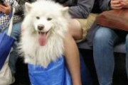 【画像】ニューヨーク地下鉄の犬、可愛すぎるｗｗｗｗｗｗｗｗｗｗｗｗ