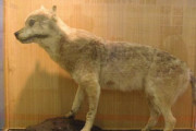 絶滅したニホンオオカミ←ニホンオオカミではない説がある