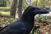 至近距離でカラス撮れた（※画像あり）