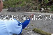 DeNA広報カメラの『宜野湾ネコ歩き』、ついに最終回　度会選手と猫が出会うと・・・！？