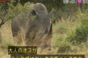 テレビ「大人のオスがこんな情けない声で鳴くんですねw」←ええんか…ｗｗｗｗｗｗｗｗｗｗｗ