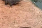 【動画】タイのワニ園のワニさんをプールに戻すお仕事 ← 時給360円