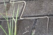 【画像】ヘビ、規則正しい