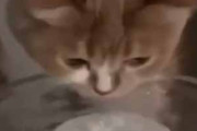 うちのネコが自動給水器の水を飲んでいた。あれ？なんか気持ちいい → 猫はこうします…