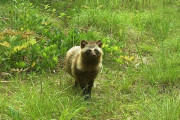【東日本大震災】福島第一原発周辺の立入禁止区域が野生生物の宝庫に　福島で米大学が調査