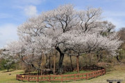 【悲報】韓国人「韓国が現在植えられている日本種のソメイヨシノを韓国固有種『済州王桜』に交換すると明らかに！」→「韓国固有の桜が一番きれい」　韓国の反応