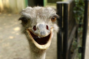 【朗報】女さん、ダチョウに連れ去られて絶叫してしまうｗｗｗ（※動画あり）