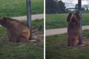 このクマ、リズミカルすぎる…。ポールで背中を掻く姿が陽気に踊っているようにみえるハイイログマさん