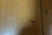 【画像】ワイの布団にキモい虫が大量発生ｗｗｗｗｗｗｗｗｗｗｗｗｗｗｗ