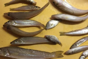 ワイが今日釣った魚見てくれや（※画像あり）