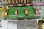 【画像】クレーンゲームでなってはいけないものが商品になる…
