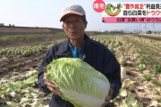 【悲報】白菜・大根さん「暖冬でめっちゃ育ったで！食べてや！」農家さん「これは売り物にならんわ……廃棄」白菜・大根さん「」