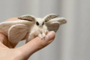 【画像】ぬいぐるみみたいな虫、発見される