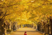 外国人「東京で見るべき紅葉スポットTOP5を選んでみたぞ」