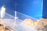 【動画】見物客「見ててごらんｗｗｗ絶対にコケるからｗｗｗ」