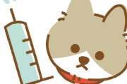 日本で、猫の寿命を30歳近くまで延ばせるかもしれない治療薬が開発されたぞ！　【海外の反応】