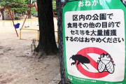 【公園のセミ食べないで！？】　どういうこと？