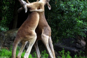 【動画】カンガルーの喧嘩、怖すぎる
