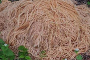 誰が？一体何のために？ニュージャージーの森に捨てられていた大量のパスタの謎
