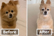コロナで自宅ペットトリミングに挑戦する外国人が急増！結果はもちろん大惨事！