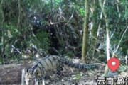【画像】パンダより珍しい幻の『ウンピョウ』が中国の雲南省で発見される