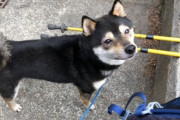 【画像】犬アレルギーの発症で預けていたうちの柴犬達…また一緒に生活できるようになったwww